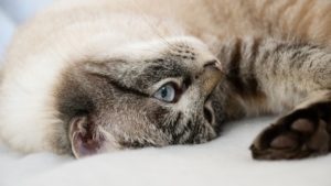 イー・ギャランティ(8771)立会外分売 結果! イー・ギャランティ(8771)立会外分売 結果!