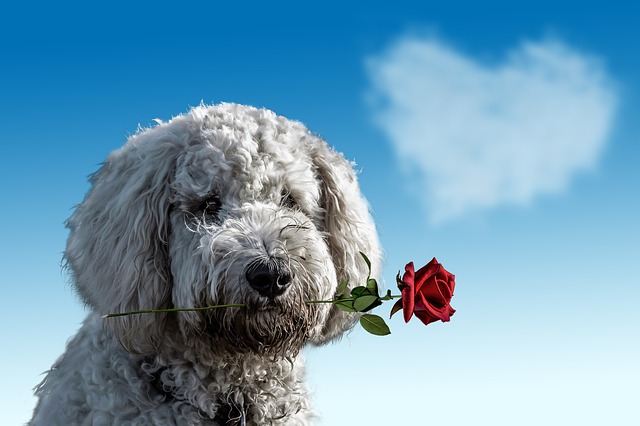 薔薇をくわえる犬